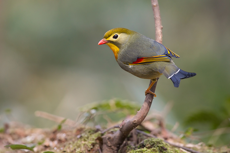 紅嘴相思鳥1.jpg