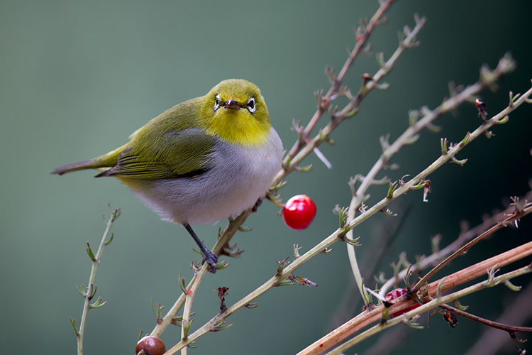 繡眼鳥1.jpg